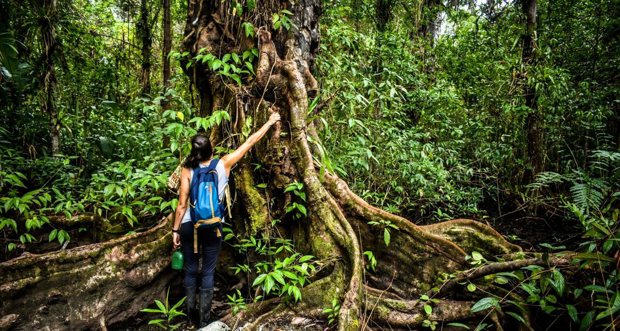 Jardin Botanico Del Pacifico Y Mecana Ecohotel Bahia Solano Eksteriør billede