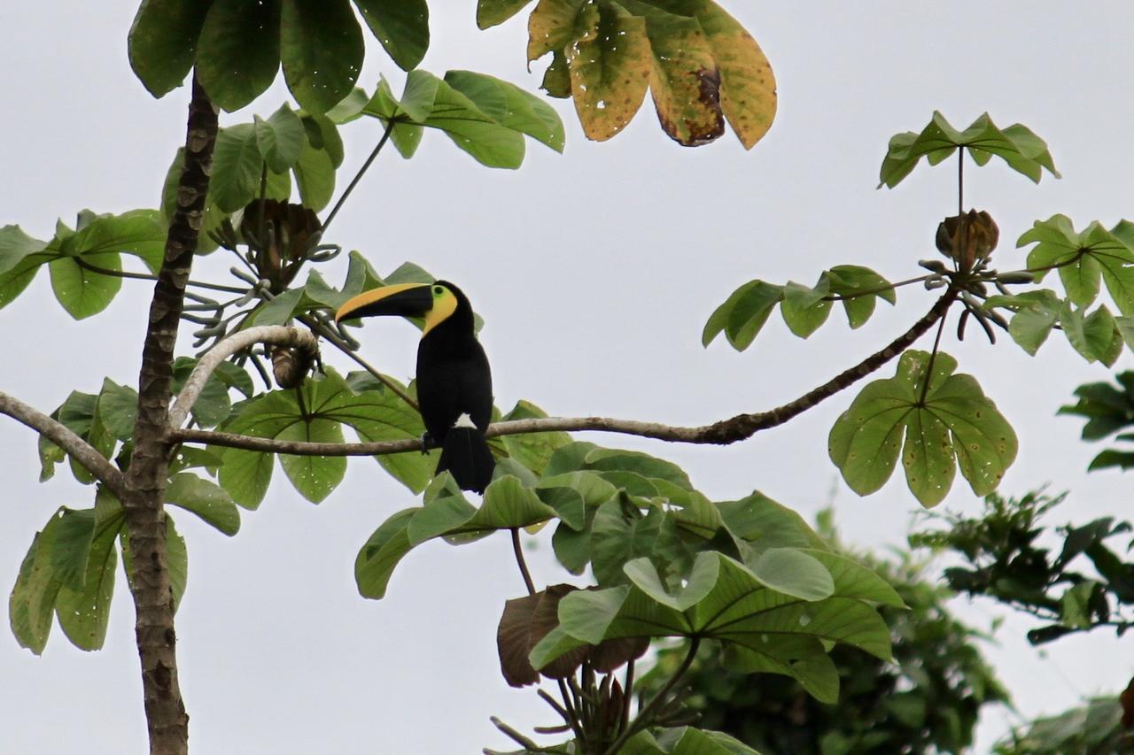 Jardin Botanico Del Pacifico Y Mecana Ecohotel Bahia Solano Eksteriør billede