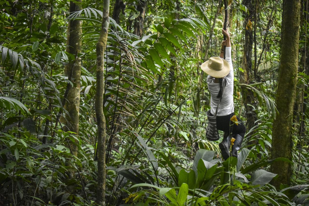 Jardin Botanico Del Pacifico Y Mecana Ecohotel Bahia Solano Eksteriør billede